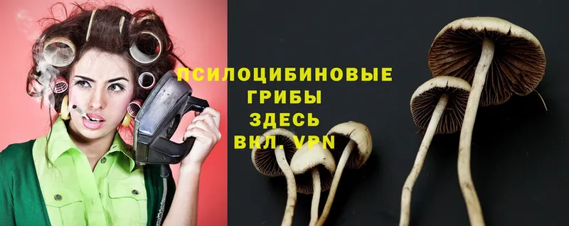 Галлюциногенные грибы Psilocybe  Мышкин 